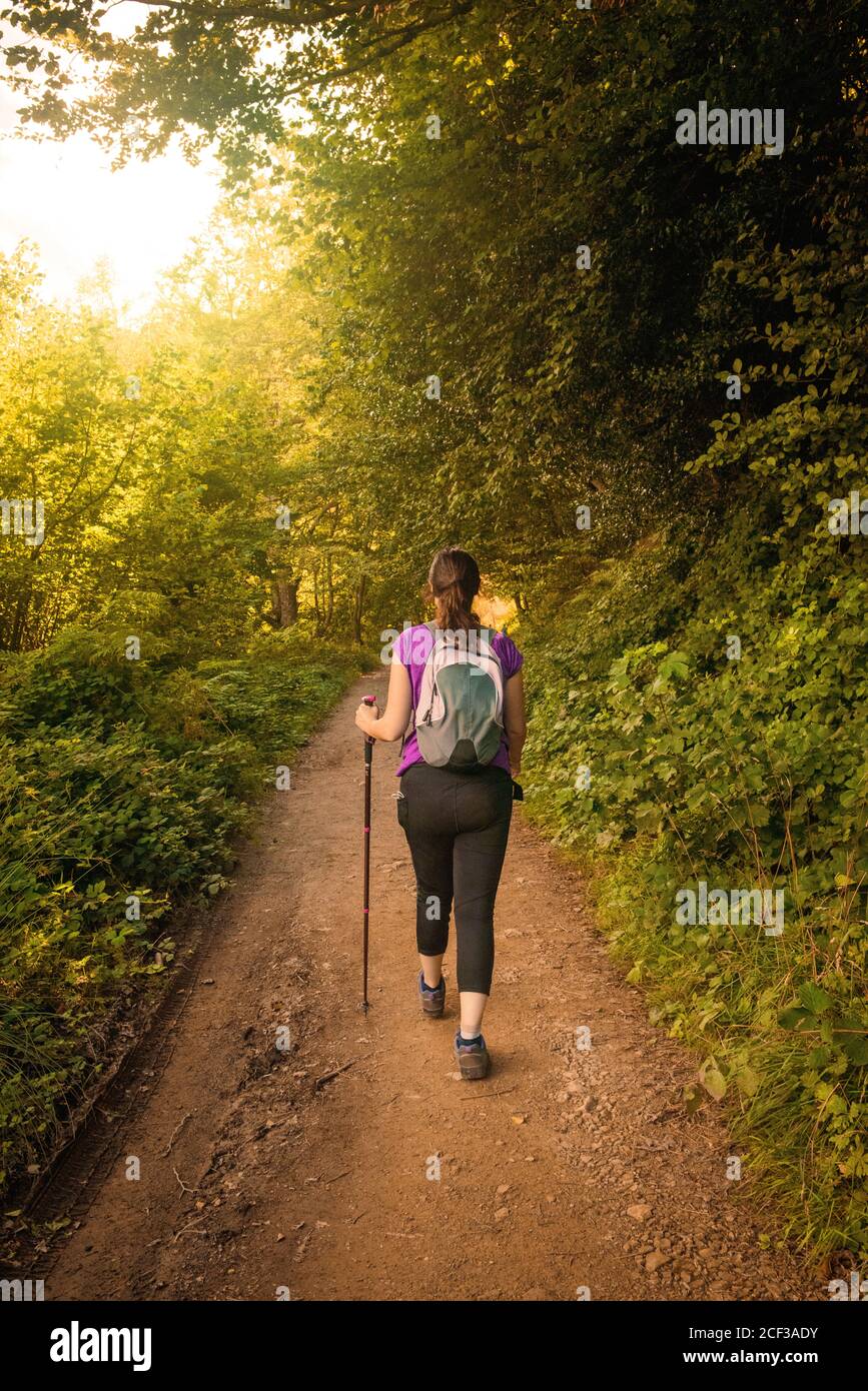 Junge Frau beim Wandern im Bergwald Stockfoto