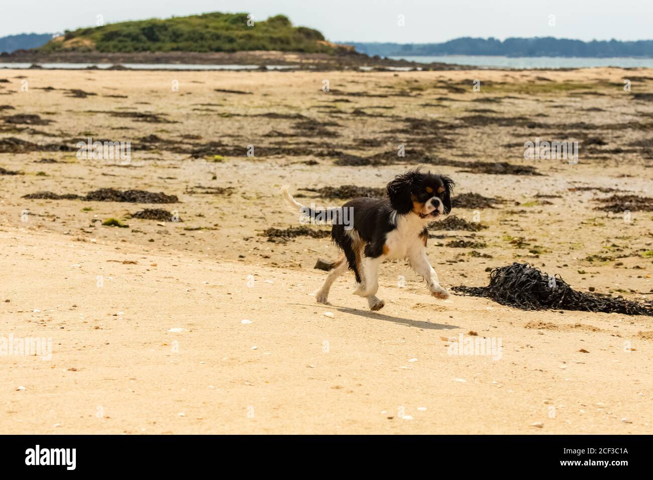 Ein Hund Kavalier König charles, ein niedlicher Welpe läuft am Strand Stockfoto