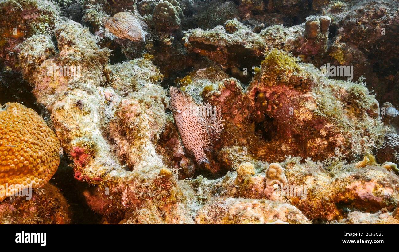 Nahaufnahme von Red Hind im Korallenriff der Karibik / Curacao Stockfoto