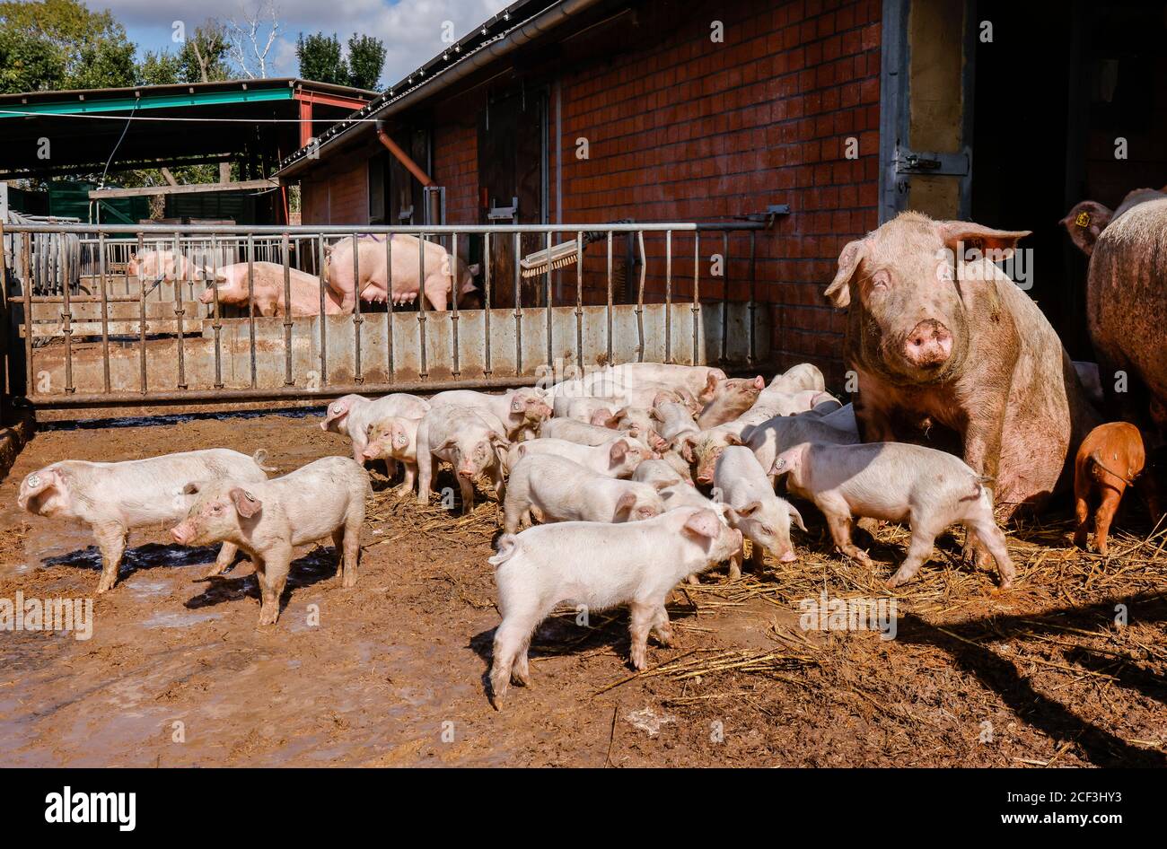 Willich, Nordrhein-Westfalen, Deutschland - Bio-Landwirtschaft NRW, Bio-Schweine, Muttersaue mit Ferkeln, liegen auf Stroh im offenen Schweinestall auf der Stautenh Stockfoto