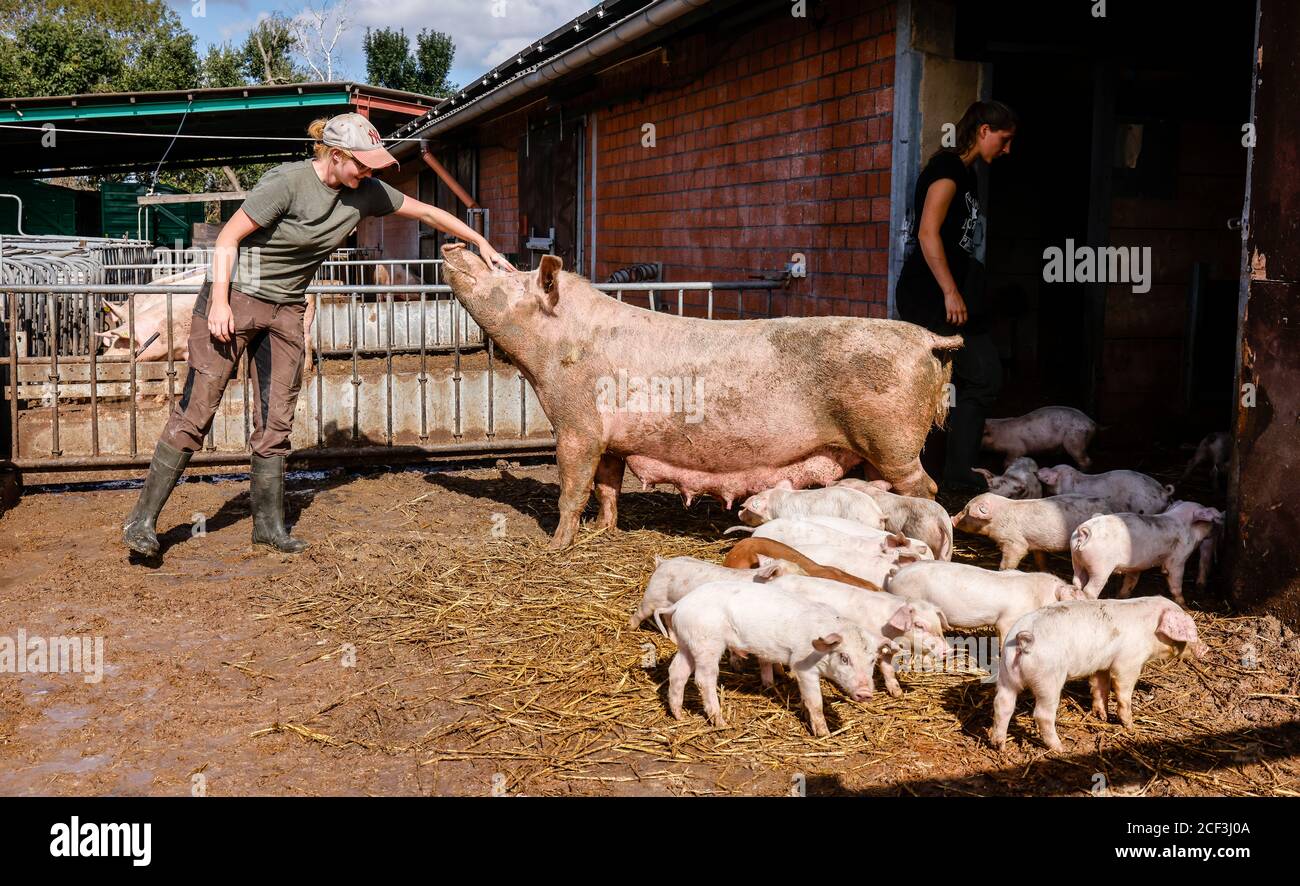 Willich, Nordrhein-Westfalen, Deutschland - Bio-Landwirtschaft NRW, Bio-Schweine, Muttersaue mit Ferkeln, auf Stroh im offenen Schweinestall auf der Staute liegend Stockfoto