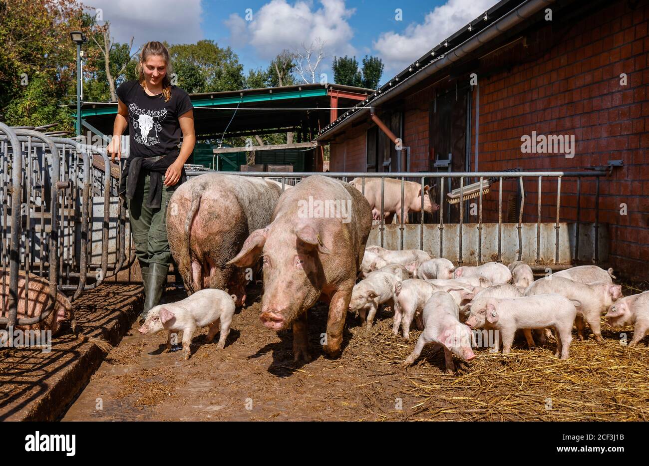 Willich, Nordrhein-Westfalen, Deutschland - Bio-Landwirtschaft NRW, Bio-Schweine, Muttersaue mit Ferkeln, auf Stroh im offenen Schweinestall auf der Staute liegend Stockfoto