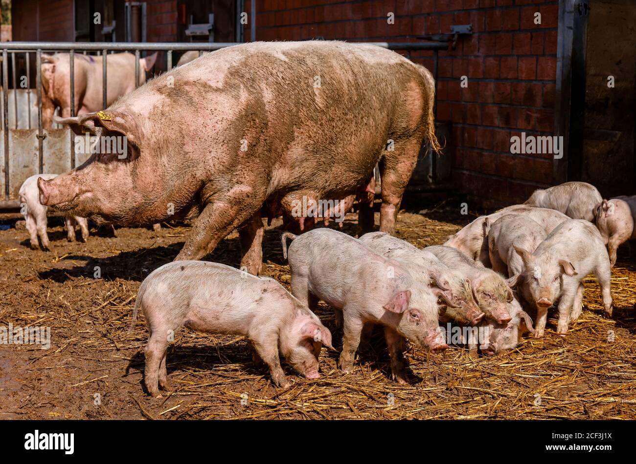 Willich, Nordrhein-Westfalen, Deutschland - Bio-Landwirtschaft NRW, Bio-Schweine, Muttersaue mit Ferkeln, liegen auf Stroh im offenen Schweinestall auf der Stautenh Stockfoto