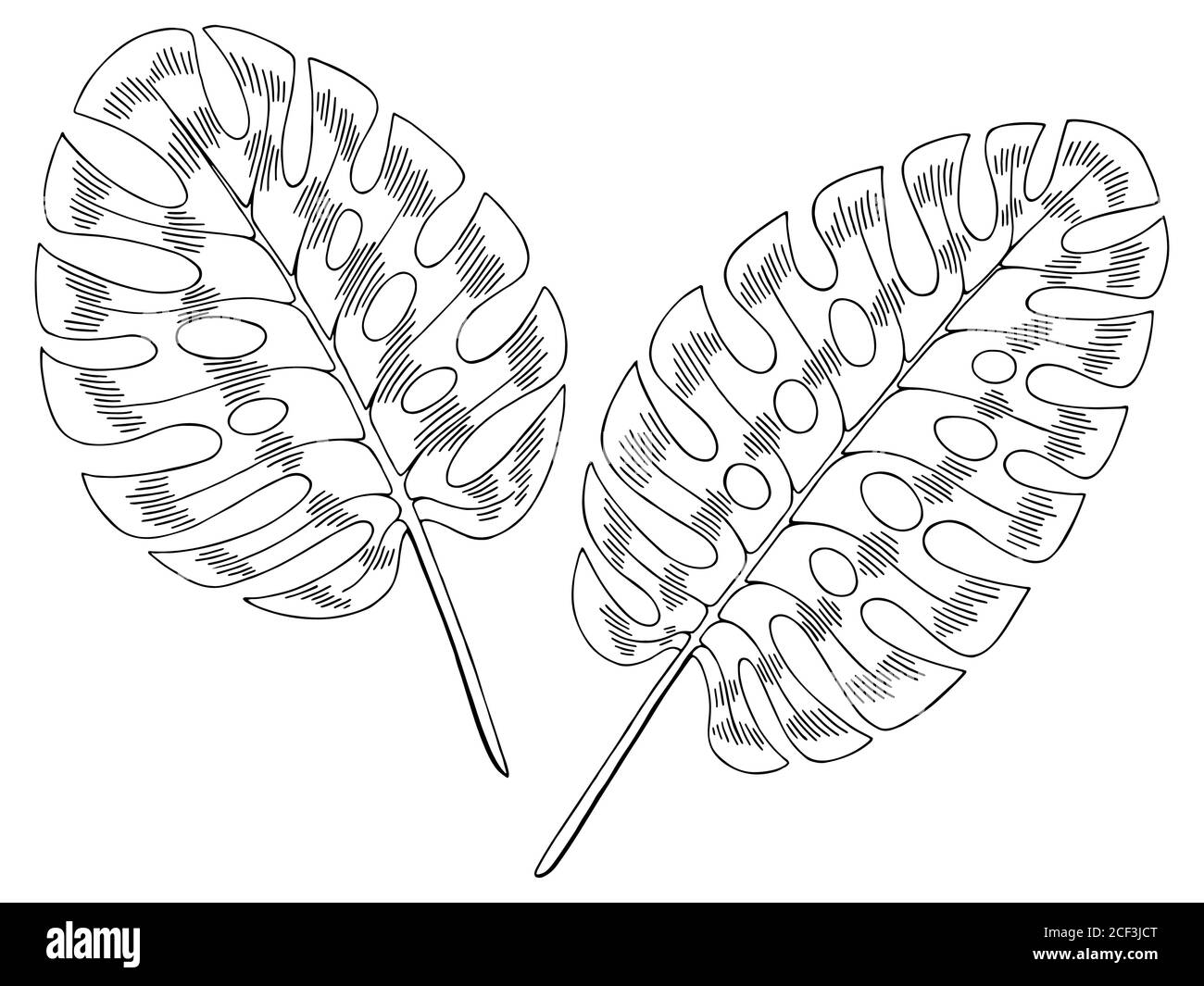 philodendron white fusion Philodendron White Wizard Rare Plant (Philodendron erubescens) – Jungle  Relics main image 0