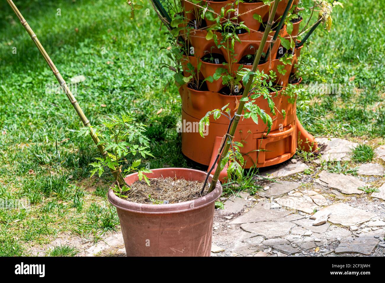 Topftopf mit Boden wachsenden Tomaten draußen in der Stadt Garten minimalistischen Raum mit Turm im Haus Hinterhof in Stadt Stockfoto