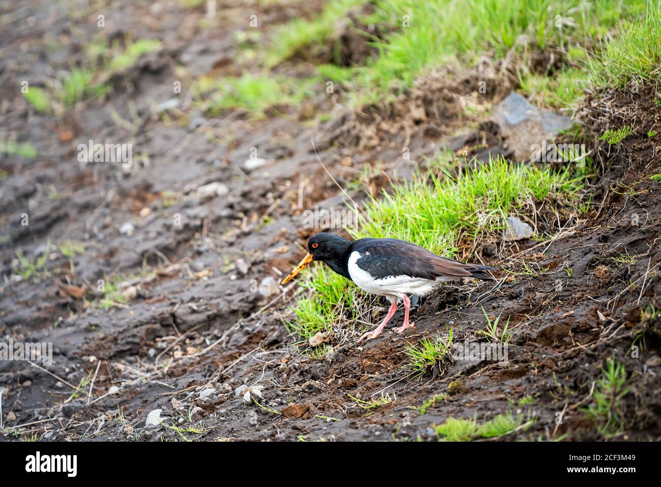 Isländische Landschaft mit Nahaufnahme eines Haematopus ostralegus Oystercatcher schwarz Vogel mit gelbem Schnabel und roten Augen stehen bei Grün Gras im Sommer o Stockfoto