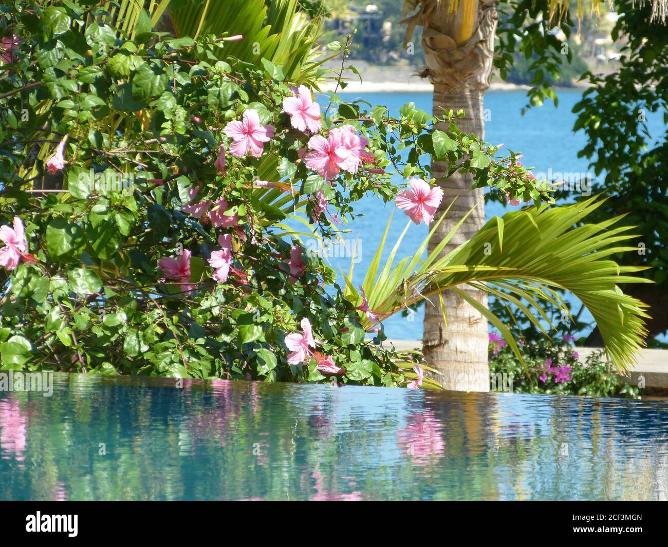 Palmgrüne Blätter und rosa tropische Blumen über blauem Poolwasser gegen indische Ozeanküste. Mauritius Insel malerische Landschaft. Sommerferien. Stockfoto