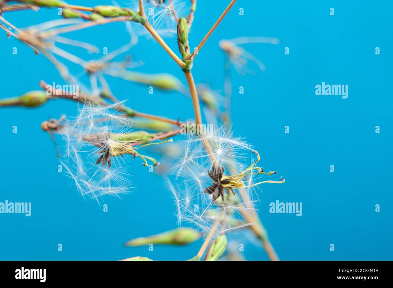 Nahaufnahme eines Zweiges eines rauhen Hagebart mit Fallschirm Wie Samen Stockfoto
