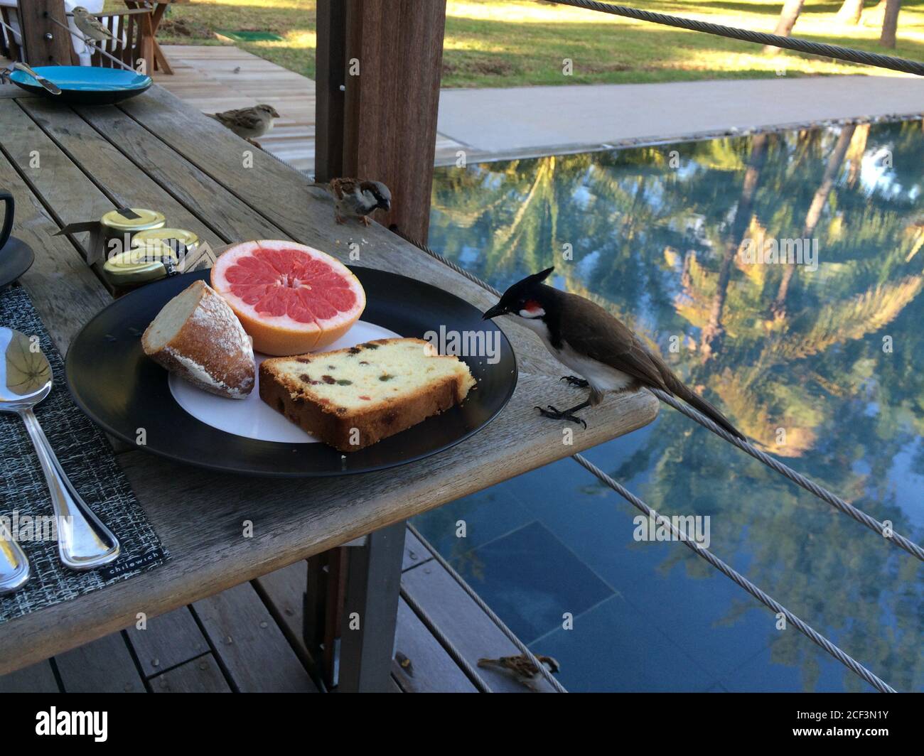 Exotischer Vogel Red Whiskered Bulbul und Sperlinge stiehlt Nahrung. Teller mit Kuchen, Brot, Obst und Marmelade auf Holztisch. Frühstück im Luxusresort in der Nähe des Pools Stockfoto