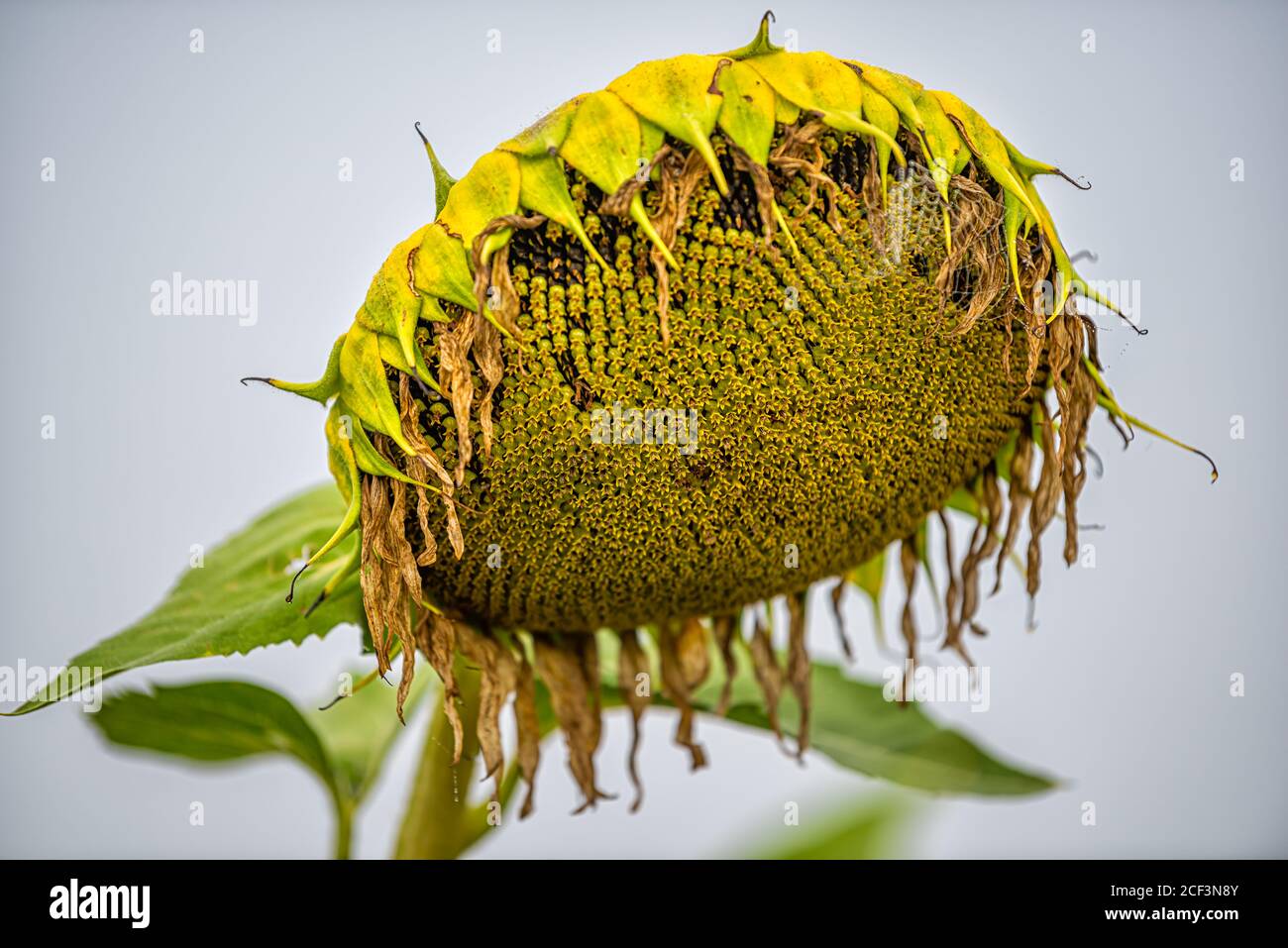 Nahaufnahme Makro einer Sonnenblumenkopfblume reif für die Ernte In der Landwirtschaft Bauernhof Feld am Morgen Nebel nebligen Wetter mit Bokeh-Hintergrund Stockfoto