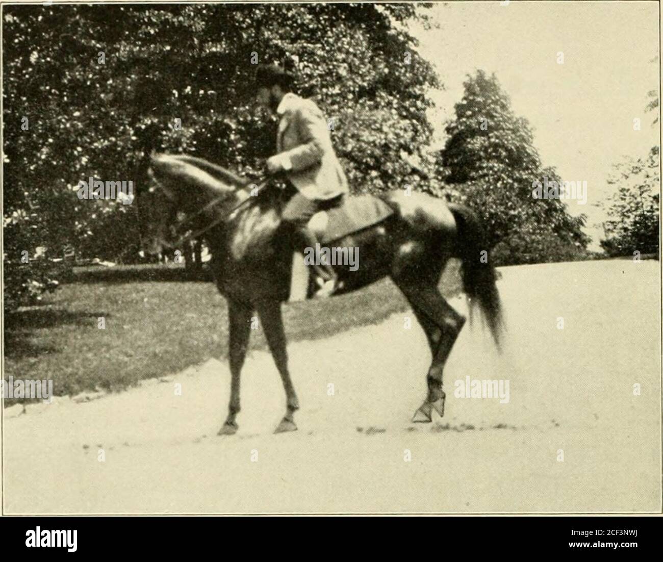 Reiten und Fahren. Er Fahrer sollte montieren, Und wenn er mit der  Peitsche, die hinter seinem Rcken gehalten wird, das Pferd auf den Rumpf  klopft, sollte er seine Fersen an die