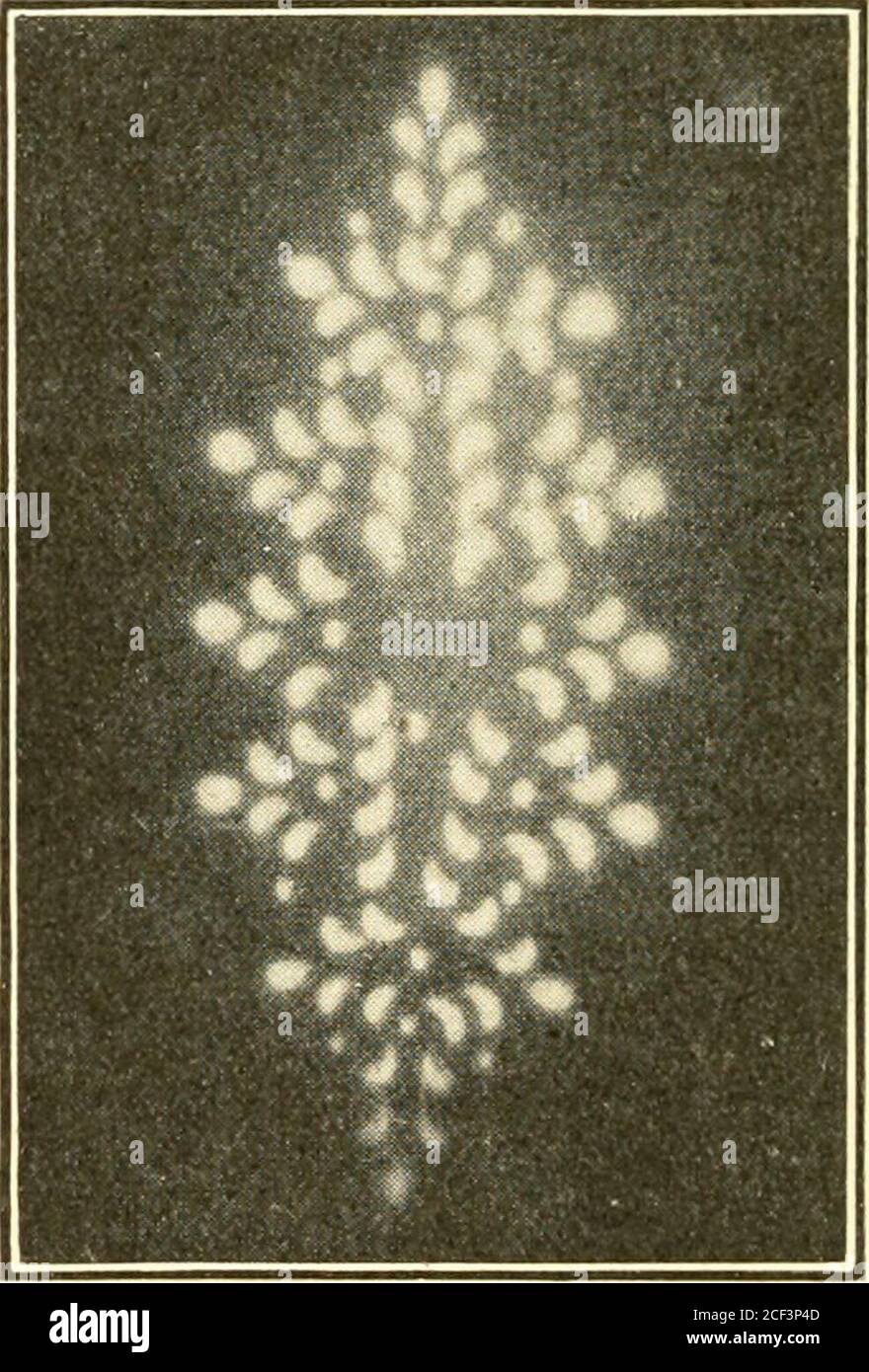 . Das Buch der Fotografie; praktisch, theoretisch und angewandt. Abb. J22. – IKiNT FKO.M Negativ ermittelt durch Aktion Radium. Fotografische Aktion von Eadium. Wie die Röntgenstrahlen verdunkelt das Radium die aphotographische Platte, die durch Schwarzpapier geschützt ist, aber während die Röntgenstrahlen ihre Markierung um einige Sekunden auslaufen, benötigen Theradium-Verbindungen Stunden. Abb. 922 ist ein Druck von einer Platte, die in schwarzem Papier verpackt, in eine Schachtel gelegt und mit Ohrringen bedeckt wurde, um eine Röhre von Radiumchlorid für vierundzwanzig Stunden ausgesetzt. Abb. 923 zeigt den Eindruck, der bei gleichen Zeitüberschreitungen auf einer ähnlichen Platte erzeugt wurde Stockfoto