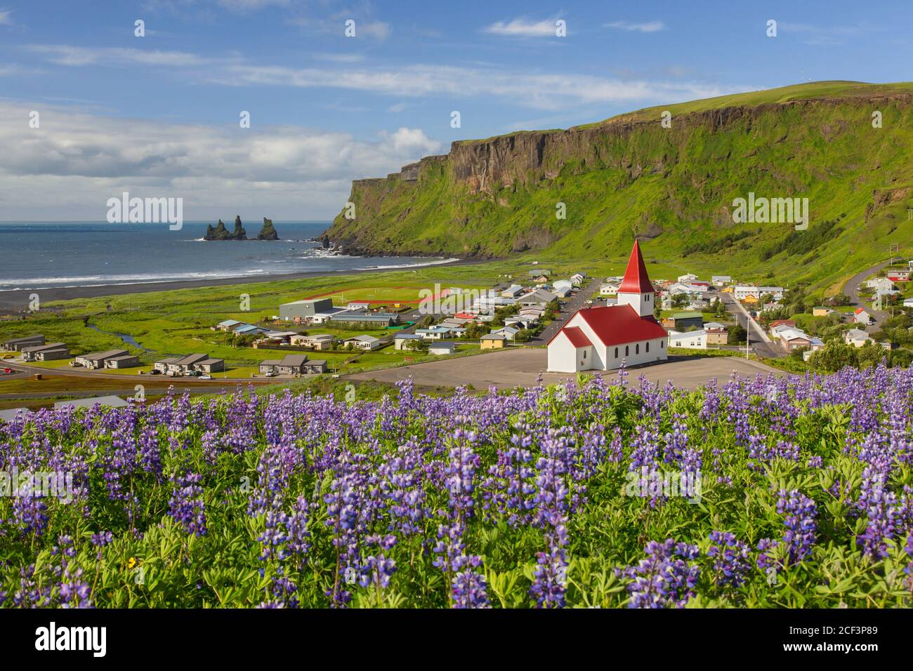 Vík Kirche im Dorf Vík í Mýrdal und Lupinen in Blüte im Sommer, Island Stockfoto