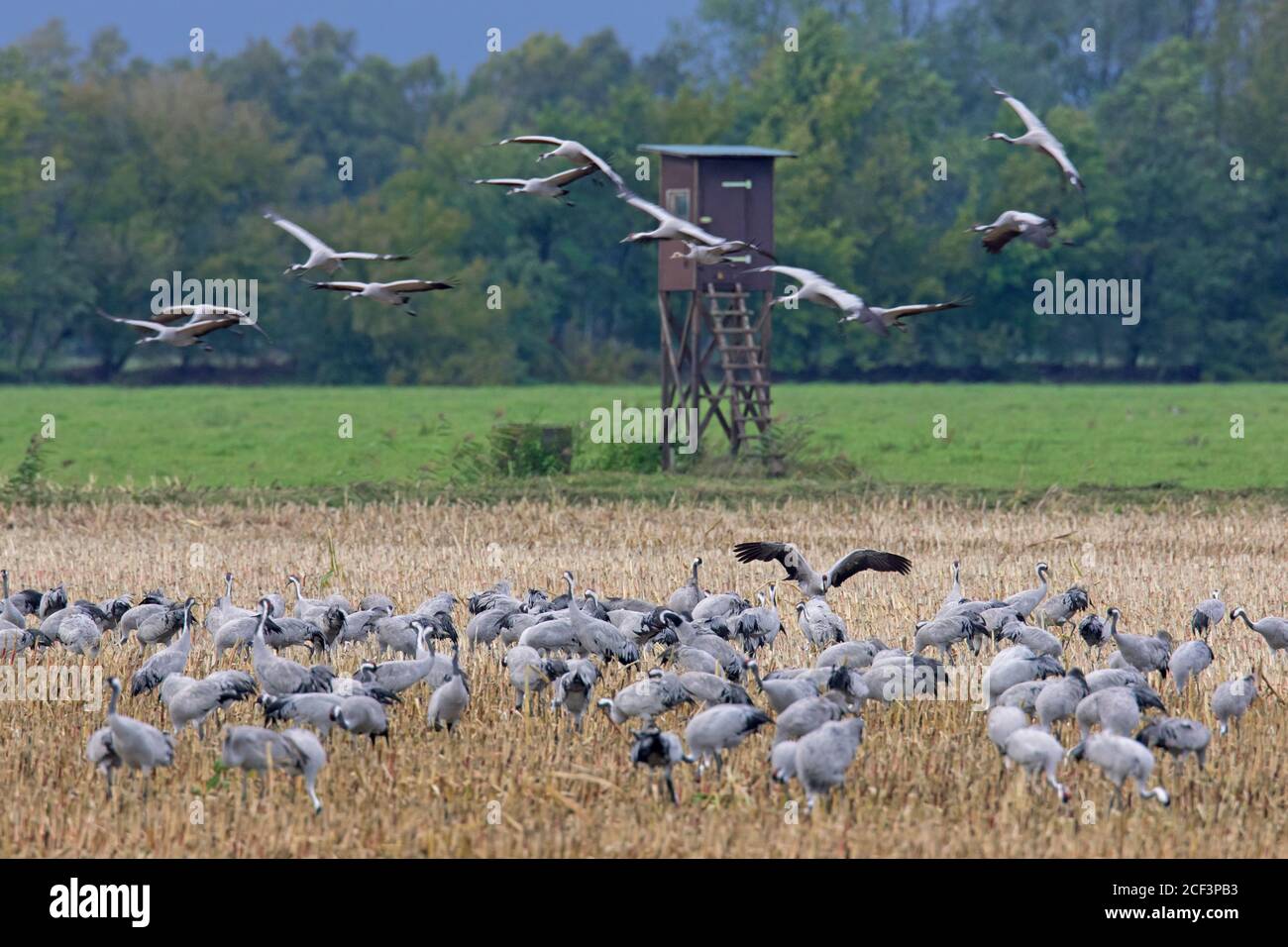 Schar von Kräne / eurasische Kraniche (Grus grus) Gruppe Landung auf Stoppeln Feld im Herbst zu füttern, Mecklenburg-Vorpommern, Deutschland Stockfoto