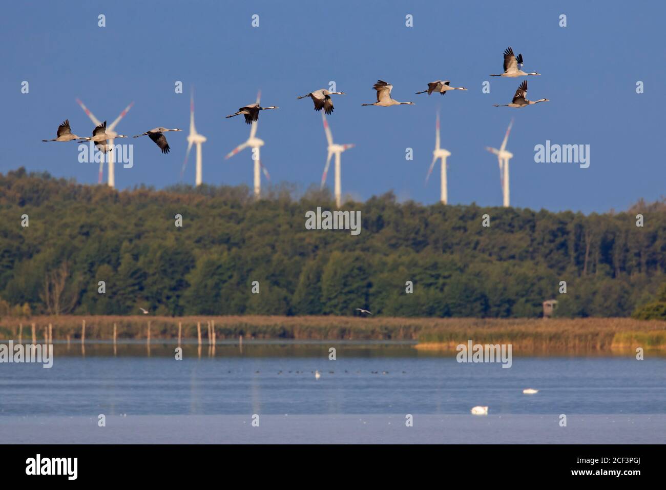 Schar von Kräne / eurasische Kranich (Grus grus) Gruppe fliegen über See im Herbst / Herbst, Mecklenburg-Vorpommern, Deutschland Stockfoto