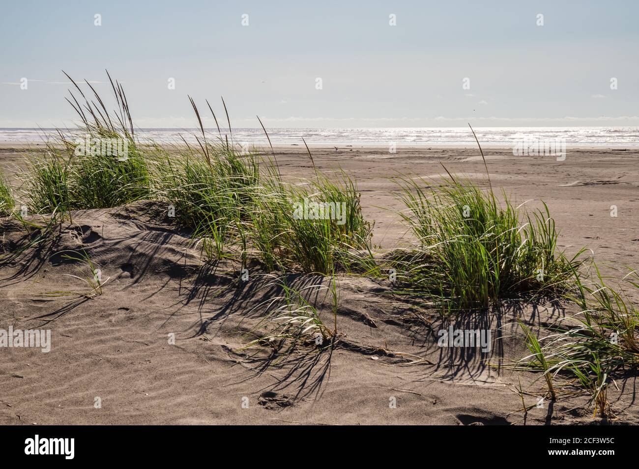 Dünengras am Ocean Beach an einem hellen, sonnigen Tag Stockfoto