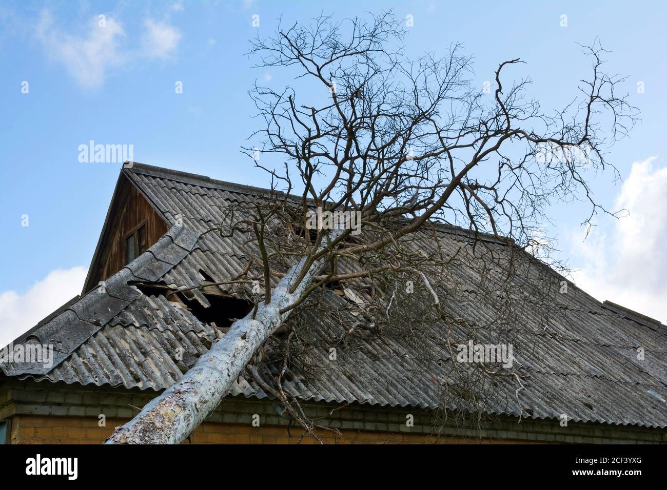 Schiefer Asbestdach beschädigt von einem heruntergefallenen Baum. Stockfoto