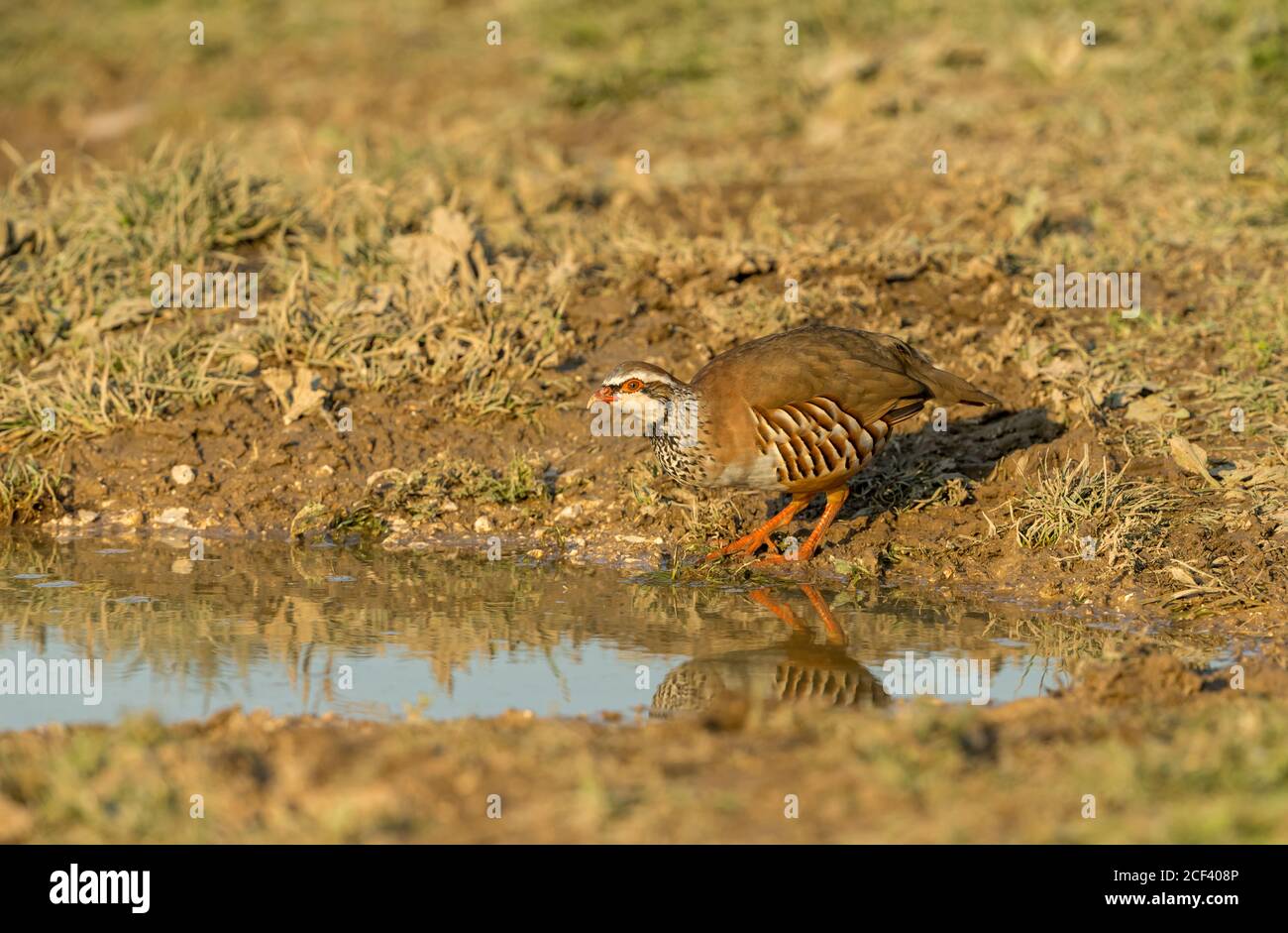 Rotbeiniges oder französisches Rebhuhn. Wissenschaftlicher Name, Alectoris Rufa. Trinken an einem schlammigen Wasserbecken. Unscharfer Hintergrund. Horizontal. Platz für Kopie. Stockfoto