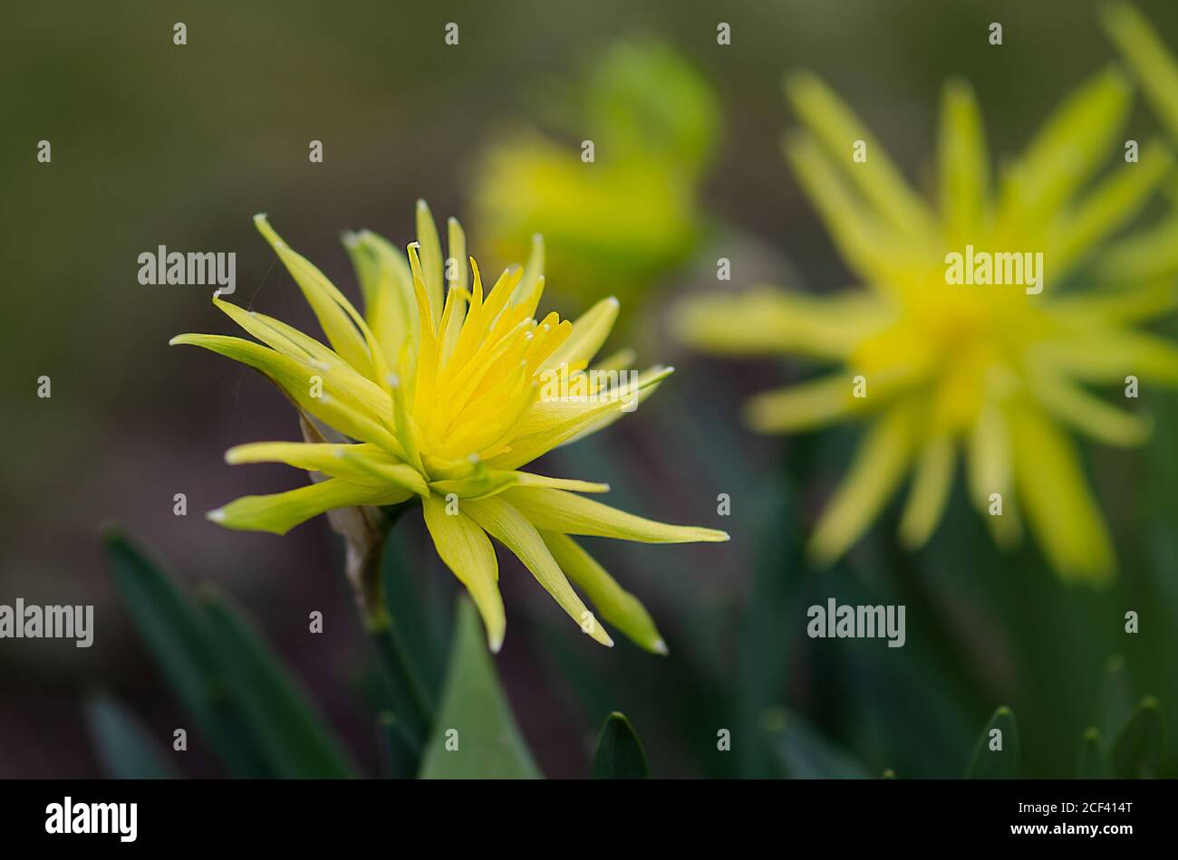 Frische gelbe Narzissen im Frühling. Narziss blüht im Frühling. Narzissen oder Narzissen im Garten. Bauchige Pflanzen im Garten. Narziss Stockfoto