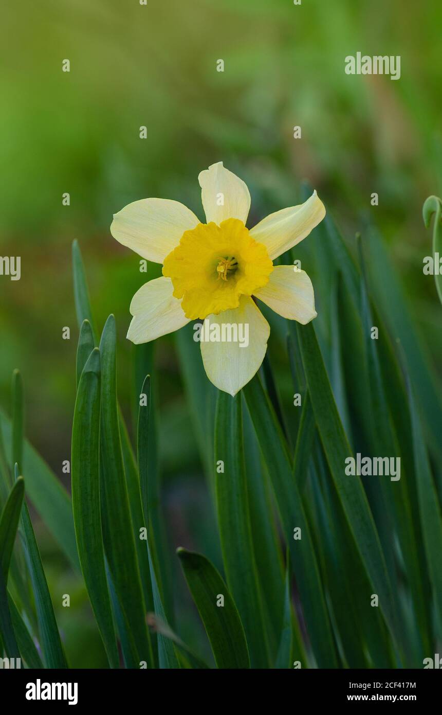 Bauchige Pflanzen im Garten. Narzisse blüht im Frühlingsgarten. Narcissus gelbe Blüten blüht im Frühling. Stockfoto