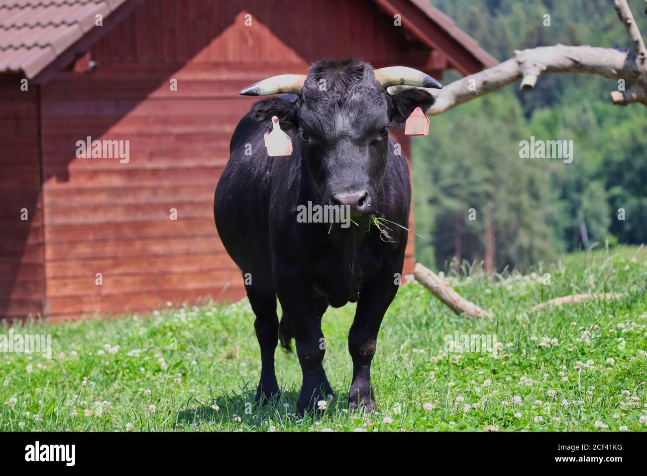 Dahomey Zwergrinder (Bos primigenius Taurus) mit samtigem schwarzem Fell steht im Tschechischen Bauernhof Park. Wütend Kuh Dahome mit Gras im Mund. Stockfoto