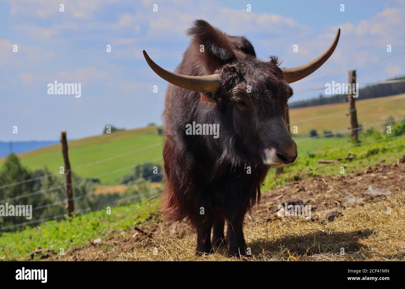 Inländischer Yak (Bos grunniens) ist ein langhaariger domestizierter Bovid. Big Heavy Bull Tier während Sonnentag im Tschechischen Bauernhof Park. Stockfoto