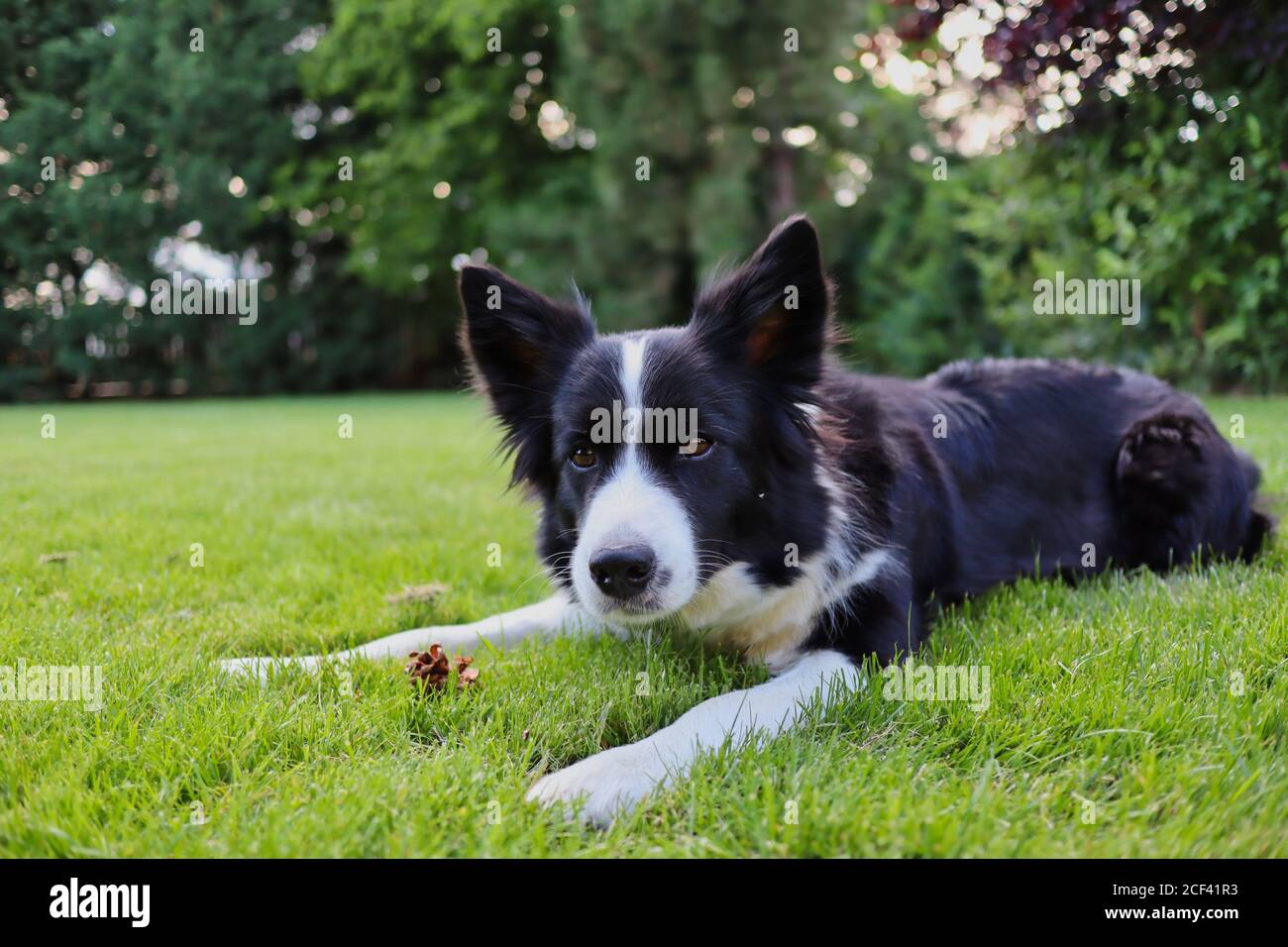 Cute Border Collie liegend auf Gras im Garten mit kleinen braunen Kegel. Neugieriger Schwarz-Weiß-Hund schaut auf Kamera. Stockfoto