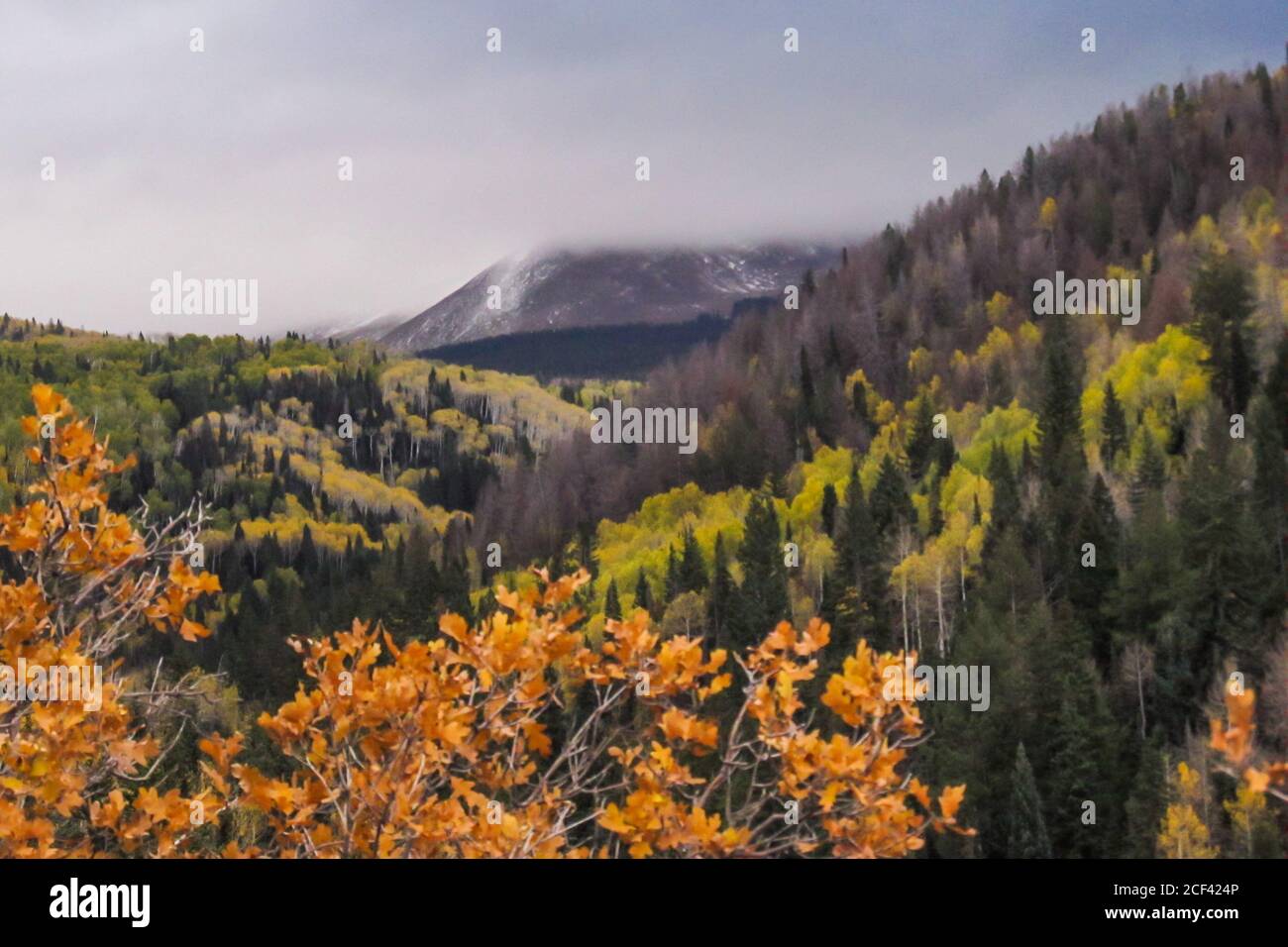 Die Nadelbäume und Espen bedeckten bewaldete Hänge der La Sal Mountains, von Utah, USA, mit den höheren Berggipfeln im Hintergrund Stockfoto