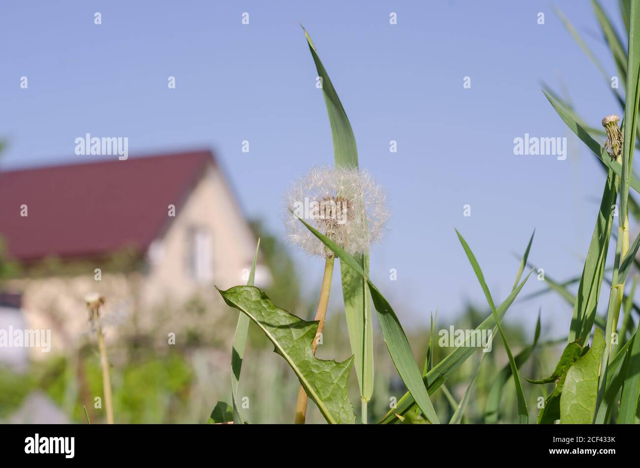 Löwenzahn Blume auf dem Hintergrund des Hauses und der blaue Himmel mit Kopieraum, das Konzept der Hypothek Stockfoto
