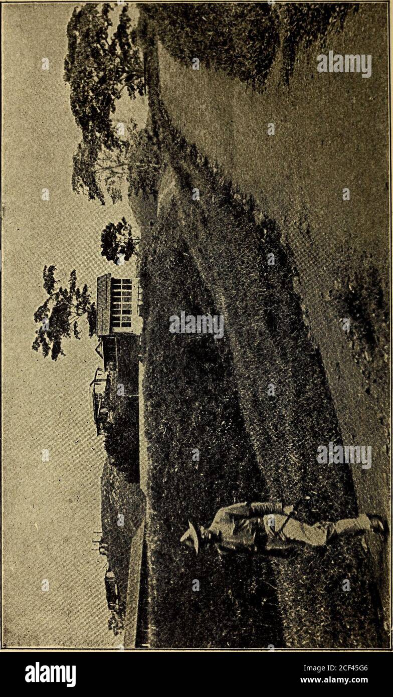 . Panama Bilder : Natur und Leben im Land des großen Kanals. S NATUR UND LEBEN. 55. November 1903, gegen eine Handvoll Männer aus dem US-amerikanischen Waffenboot^Nashville/ deren Zahl im Nachhinein um etwa vierzig rohe Rekruten erweitert wurde, die hier und da eilig zusammengeschlagen wurden – Männer, die in ihrem Leben noch nie eine Waffe gehalten hatten – Männer, deren Mädchenhänden wehmütig zitterten, als sie ihr erstes Gewehr schulterten! Glücklicherweise jedoch, die Notwendigkeit, Feindseligkeiten zu öffnen nie an diesem Tag entstanden, die für jeden und alle von uns war einer der Typ eines wahren Waterloo; mit Ausnahme, natürlich, die voluptuou Stockfoto