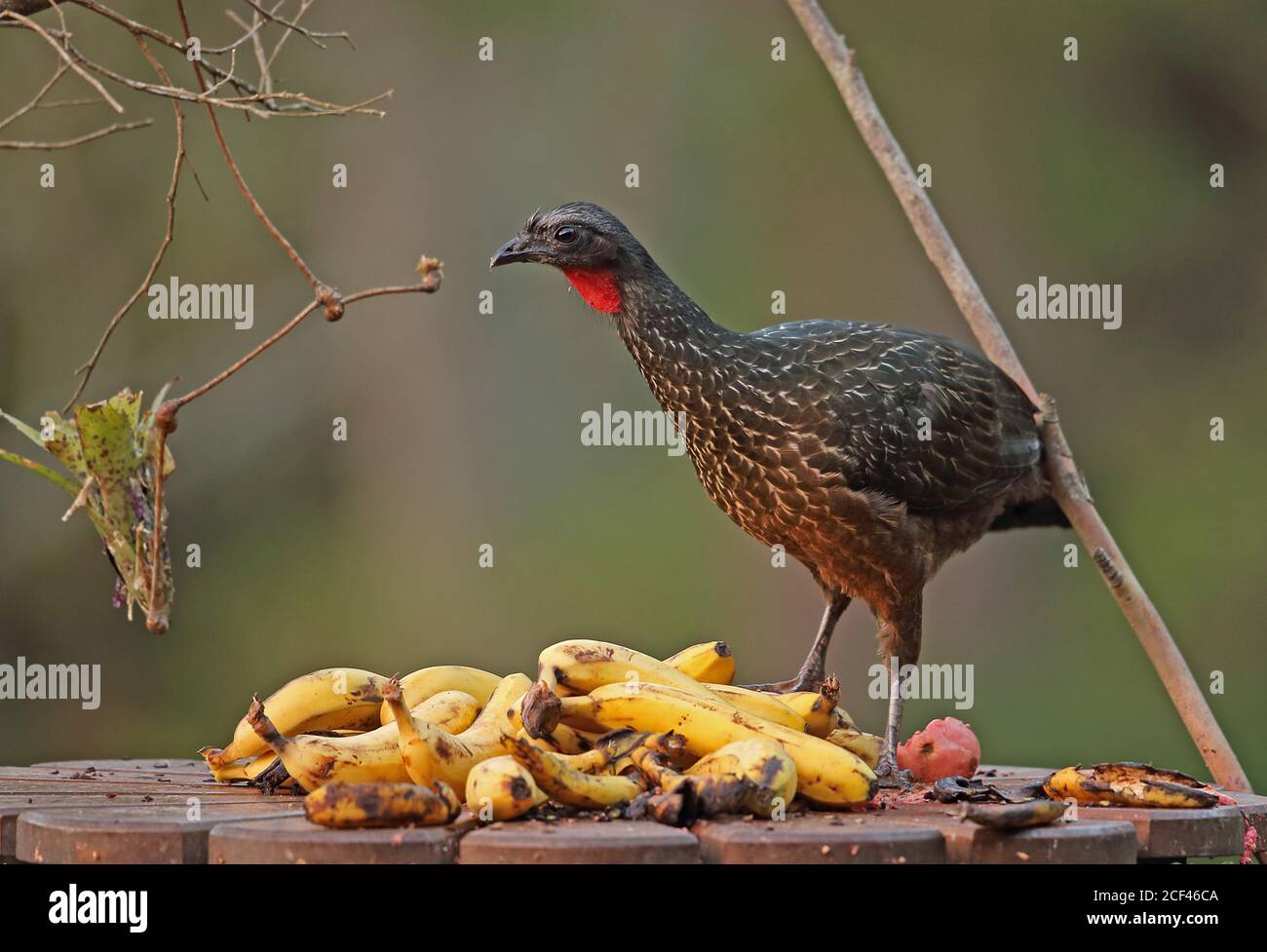 Dusky-legged Guan (Penelope obscura bronzina) Erwachsene Fütterung von Früchten auf Vogeltisch Atlantischer Regenwald, Brasilien Juni Stockfoto