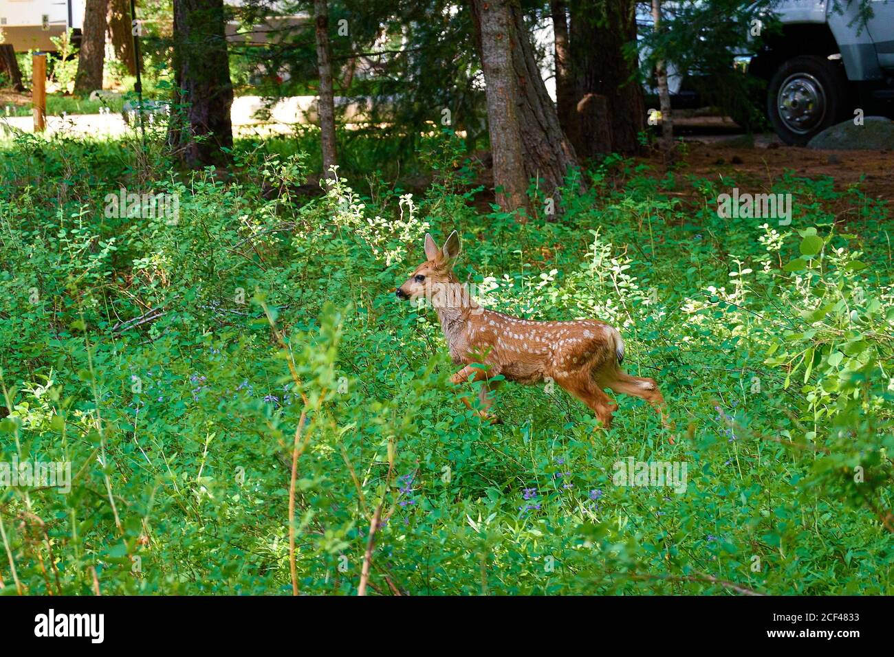 Baby Fawn beim Spaziergang durch hohes Gras im Ponderosa State Park, McCall Idaho. Stockfoto