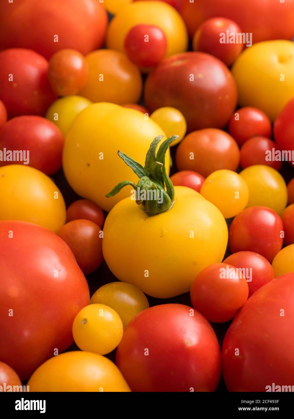 Sammlung von roten, orangen und gelben Tomatensorten. Stockfoto
