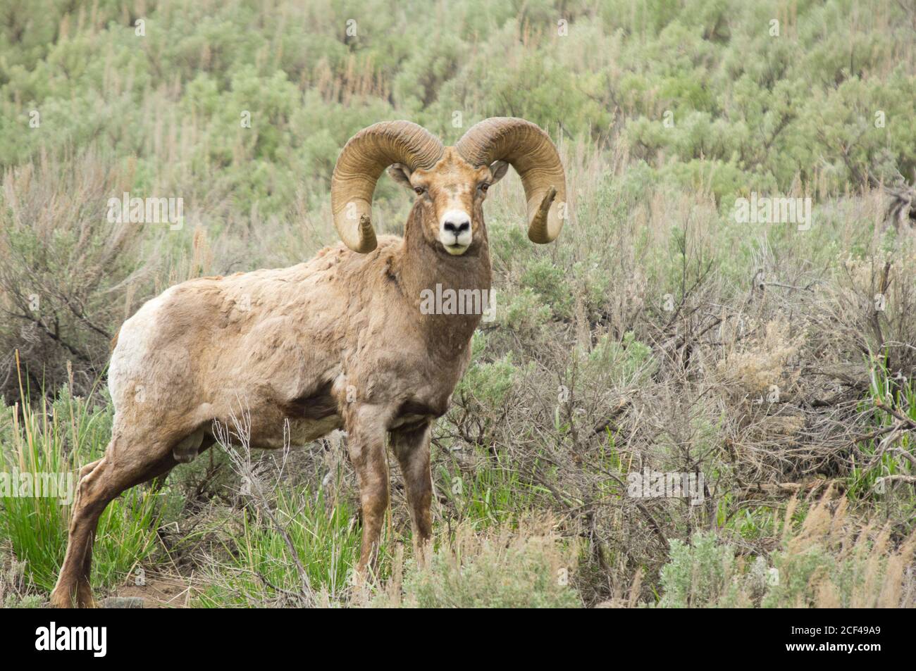 Bighorn Schafe Ram Stockfoto