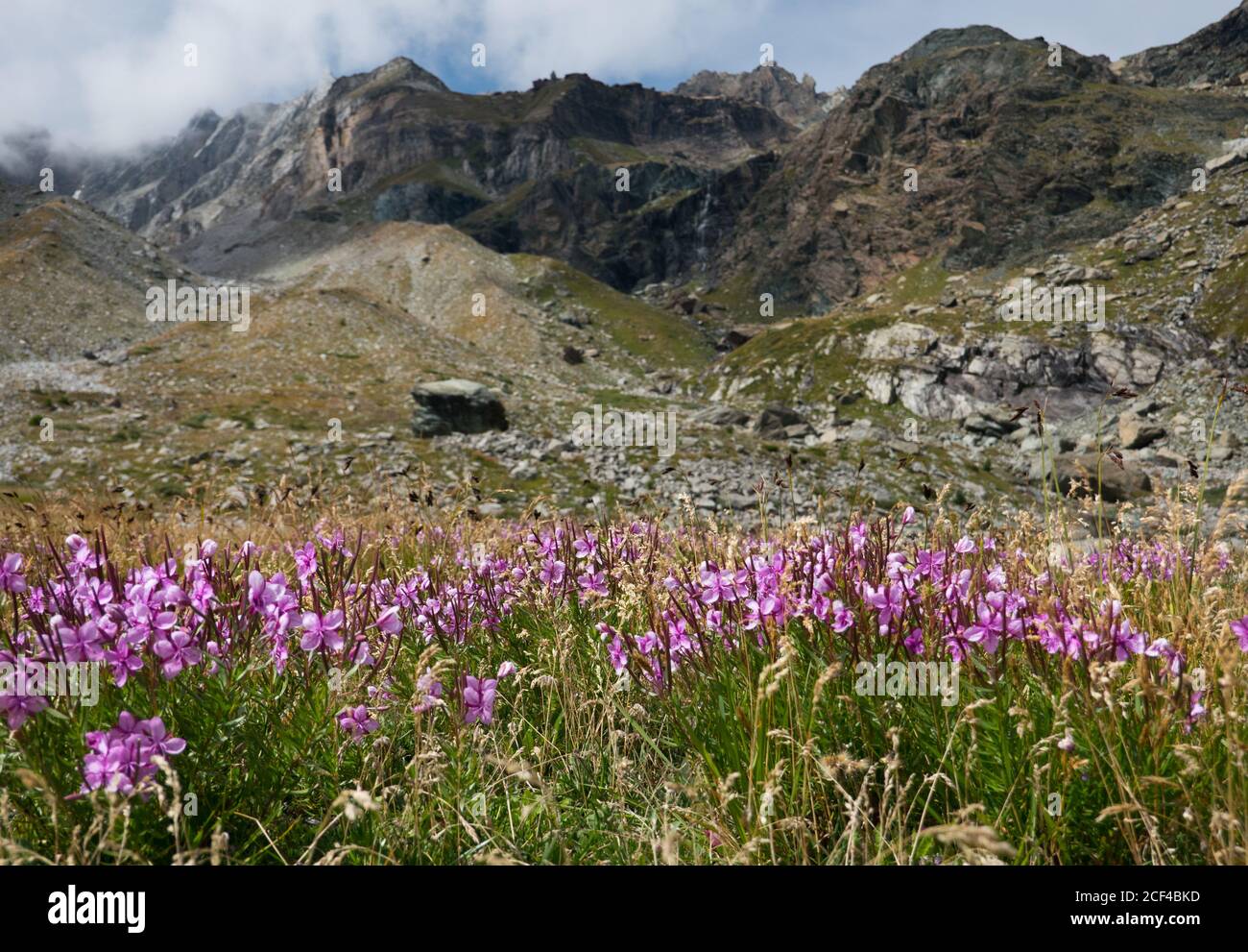Rosa Blüten von alpinen Weidenkräutern, Chamaenerion fliescheri, in einer alpinen Landschaft, im Hintergrund die Moräne eines verschwundenen Gletschers Stockfoto