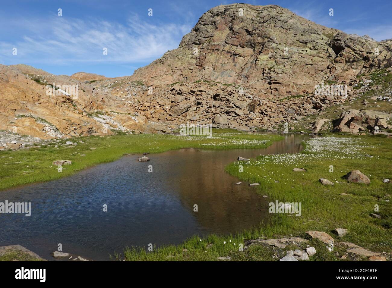 Scheuchzer-Baumwollgras wächst am Ufer eines Bergsees In einer schroffen alpinen Landschaft Stockfoto