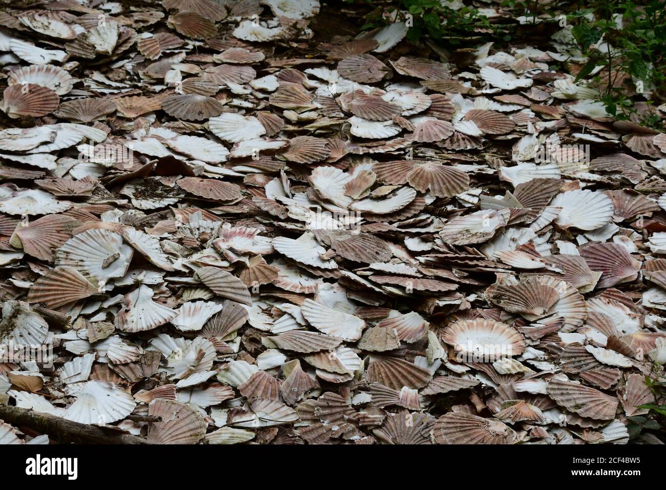 Ausrangierte Muschelschalen in Cornwall, Großbritannien Stockfoto