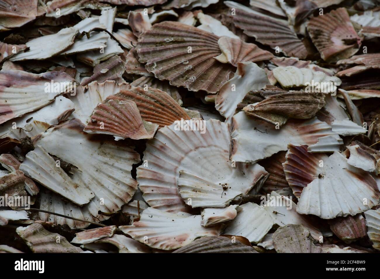 Ausrangierte Muschelschalen in Cornwall, Großbritannien Stockfoto