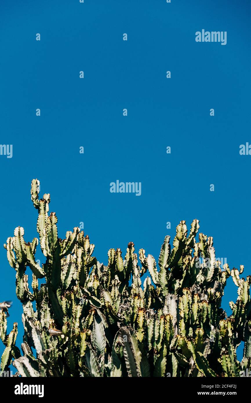 Close-up Kaktus mit hohen grünen Stielen wachsen in der Natur An einem sonnigen Tag vor einem klaren blauen Himmel Stockfoto