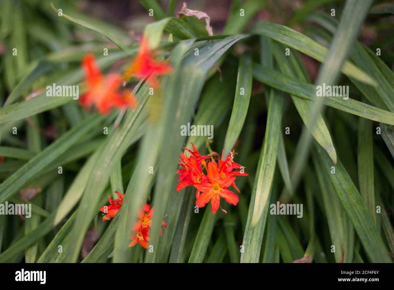 Kleine Montbretia Crocosmia × Crocosmiiflora Iridaceae Orange Rote Blumen Blütenblätter Schilf Mehrjährige im Royal Botanical Gardens in Kew, Richmond, London Stockfoto