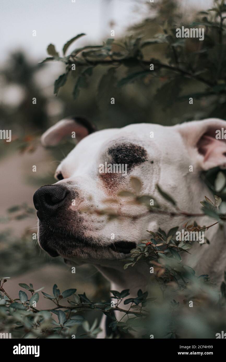 Glücklicher amstaff Hund, der Zeit auf der Straße verbringt Stockfoto