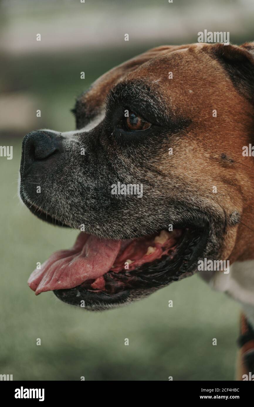 Glücklicher Hund, der Zeit auf der Straße verbringt Stockfoto