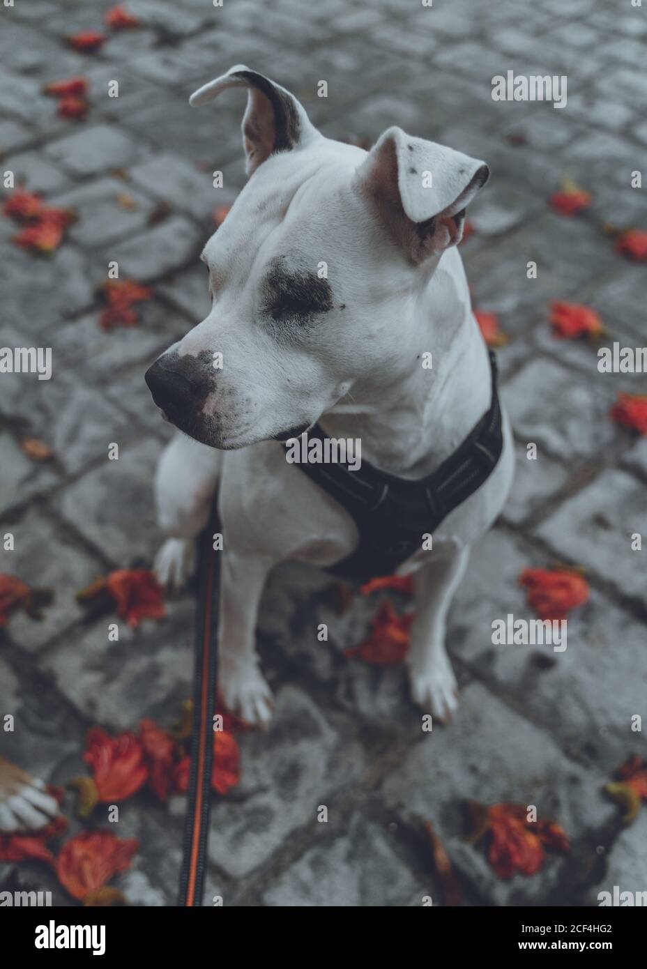 Von oben von reinrassigen Staffordshire Hund im Geschirr mit Leine Verbringen Zeit auf dem Boden sitzen in der Straße im Herbst suchen Weg Stockfoto