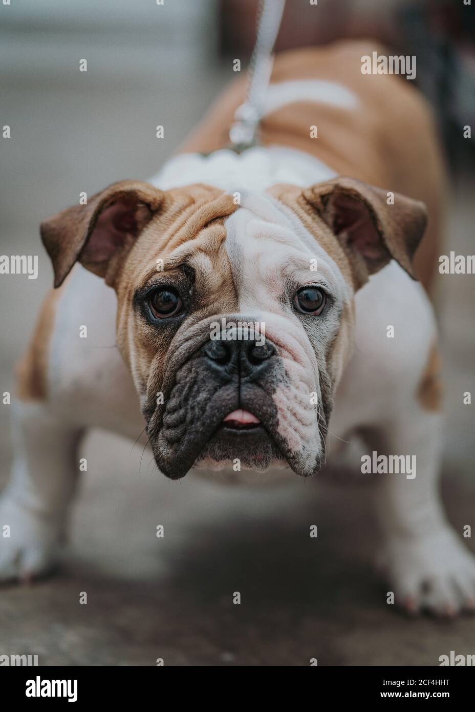 Englische Bulldogge sitzt auf dem Boden Stockfoto