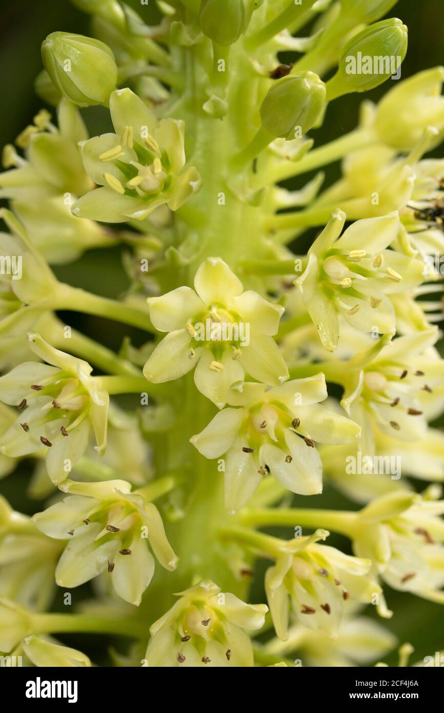 Eucomis, Nahaufnahme Natur Blumenportrait Stockfoto