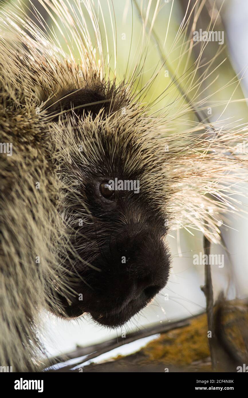 Krümmungsanalyse mit Stacheln Stockfoto