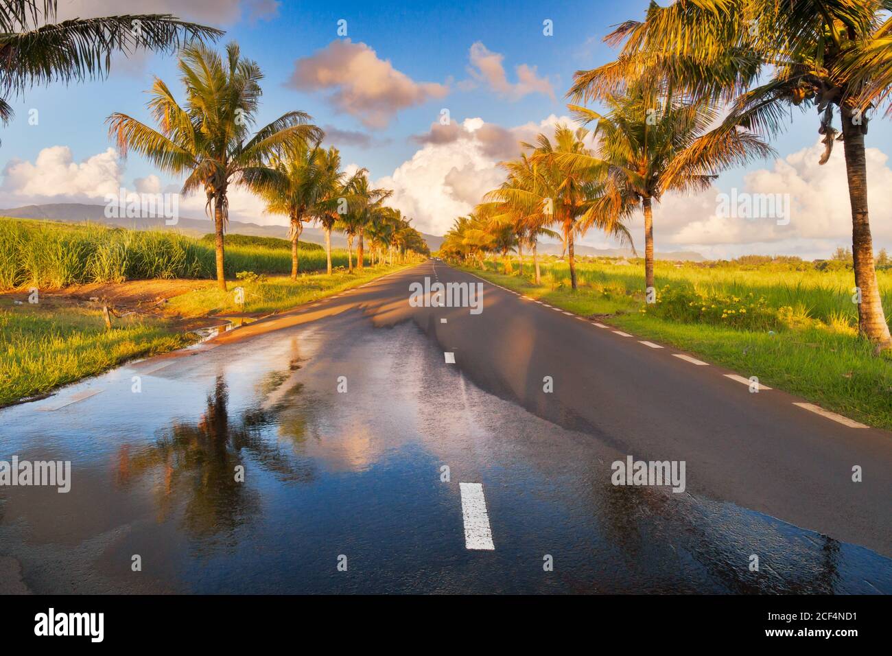 Landstraße mit Palmen im Süden der Insel Mauritius an einem sonnigen Tag gesäumt Stockfoto