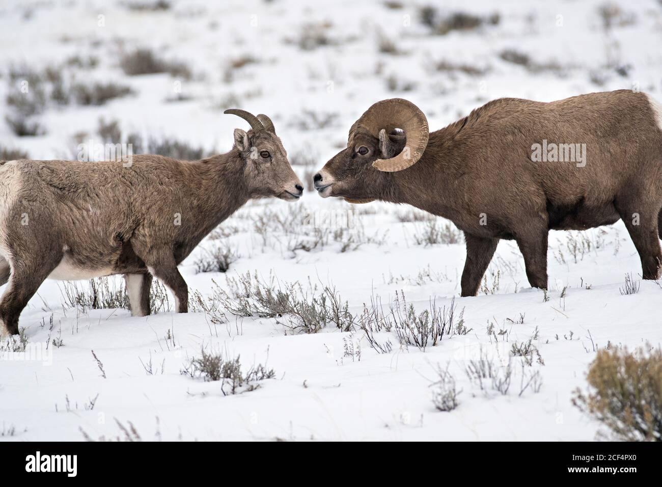 Bighorn Schafe RAM und ewe Stockfoto