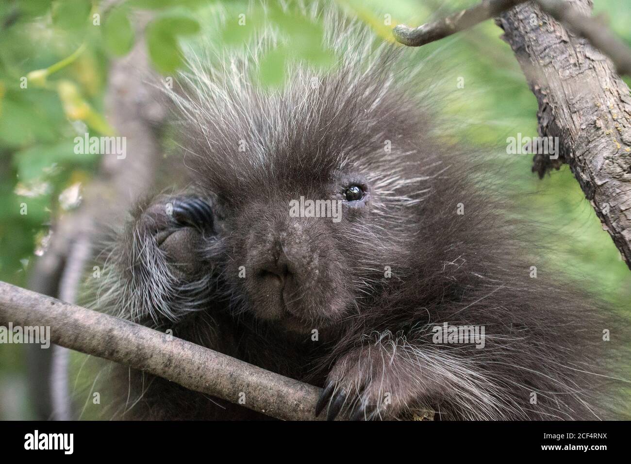 Baby Procupine Stockfoto