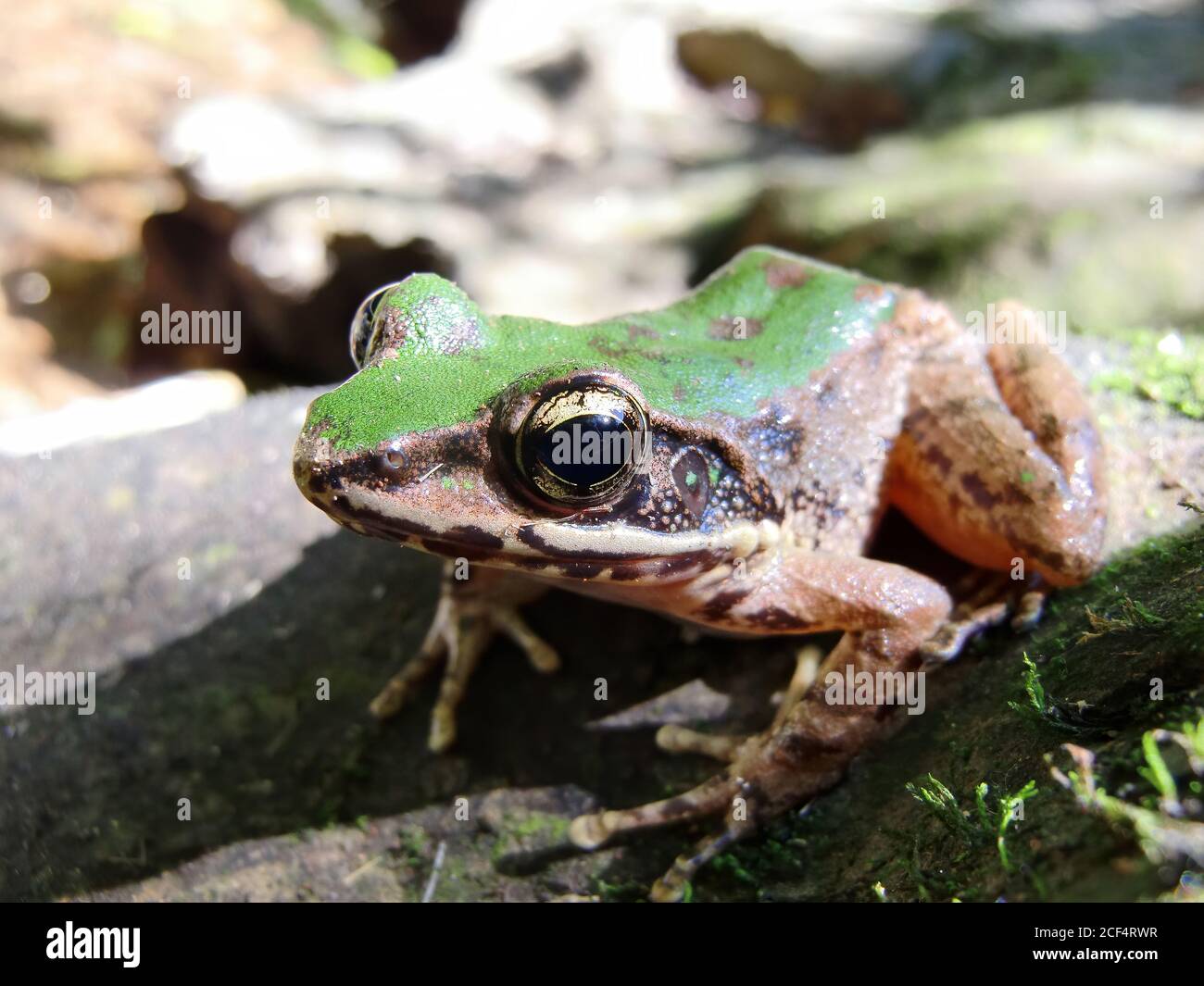 Nahaufnahme des Baumfrosches in Taipei, Taiwan Stockfoto